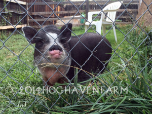 Pumba enjoying the back yard