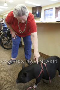 Boris getting some scratchin's from a resident in August 2014. 