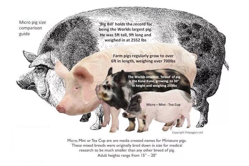Mini Pig Growth Chart
