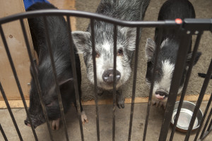 The three little piggies can't wait to try these delicious snacks! 