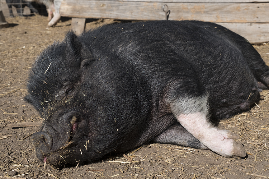 Teacup Pig Full Grown