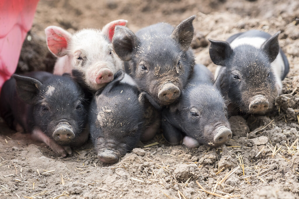 Pet pigs | Hog Haven Farm